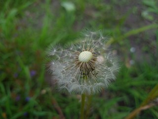 Whispers of Nature: Fluffy Dandelion in the garden
