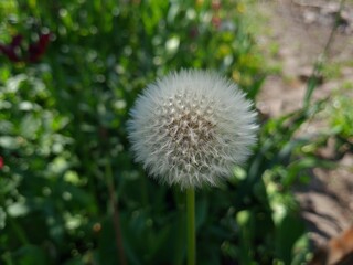 Whispers of Nature: Fluffy Dandelion in the garden