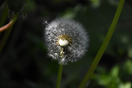 Whispers of Nature: Fluffy Dandelion in the garden