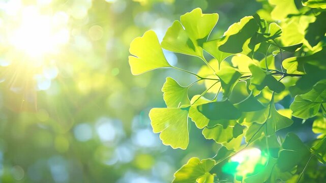 Golden sunlight shining through green ginkgo leaves in summer