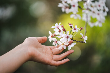 Female hand touching white flowers of cherry tree in garden, spring will soon come, cherry blossoming, touch the cherry blossoms - Powered by Adobe