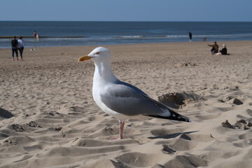Fototapeta premium seagull on the beach