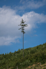 Obraz premium tree in the forest