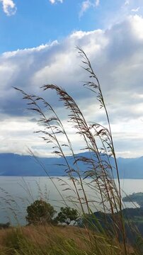video of swaying grass above Lake Singkarak from the peak of Aua Sarumpun, West Sumatra
