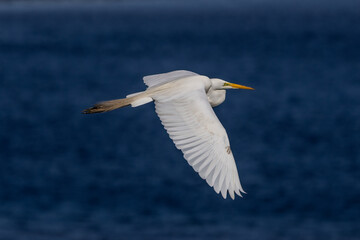 heron in flight