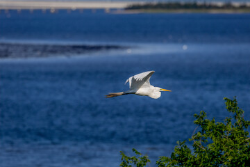 egret in flight