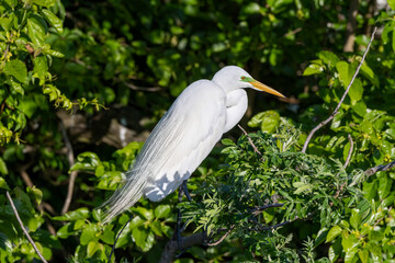 Fototapeta premium great white heron