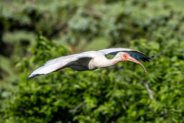 bird of paradise