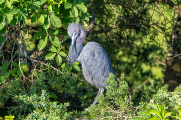 grey heron ardea cinerea
