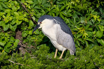 great blue heron
