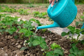 Watering beds with strawberries from a watering can. Gardening. Plant care in the garden. Watering strawberries.