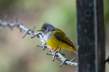 grey-headed canary-flycatcher or Culicicapa ceylonensis in Binsar, India
