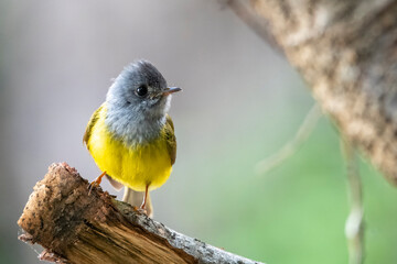 grey-headed canary-flycatcher or Culicicapa ceylonensis in Binsar, India