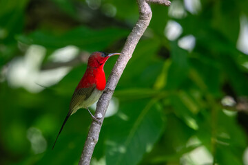 blue whistling thrush or Myophonus caeruleus in Binsar in Uttarakhand, India