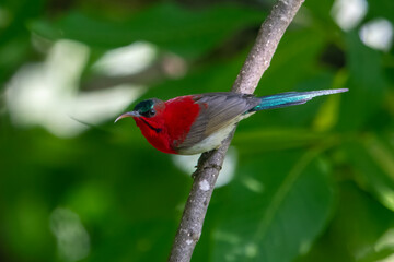 blue whistling thrush or Myophonus caeruleus in Binsar in Uttarakhand, India