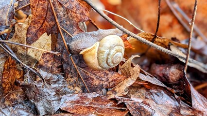 snail on the leaf
