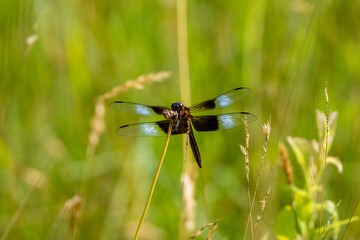 dragonfly on the grass