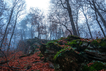 Fototapety na wymiar - Fototapeta24.pl
