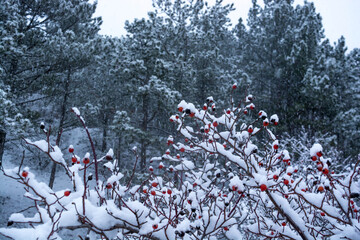 Fototapety na wymiar - Fototapeta24.pl