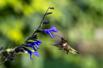 hummingbird feeding on flower