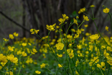  meadow buttercup