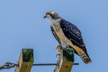 red tailed hawk