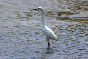 great white heron