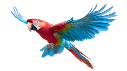A vibrant macaw parrot gracefully flying with stunning blue and red feathers, showcasing its beauty in mid-air.