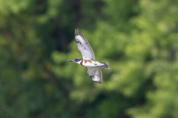 kingfisher in flight