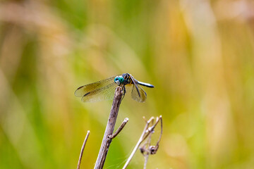 blue dragonfly on a branch