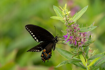 butterfly on a flower