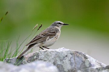 Bergpieper // Water pipit (Anthus spinoletta) - Nationalpark Biogradska Gora, Montenegro