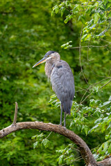 blue heron