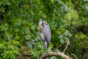 crowned heron on a branch