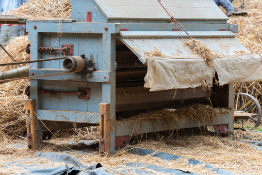 Traditional wheat threshing machine in action