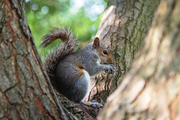 Grey squirrel sitting on a tree eating nut