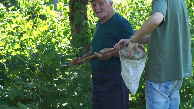 picking fruits in summer on a garden plot, a family of farmers, a grandfather and grandson, remove apples from an apple tree using a fruit collector on a wooden handle