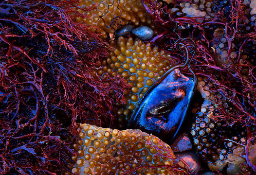 Vibrant marine still life with seaweed and limpets
