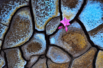 Vibrant nerium oleander bloom on textured rock surface