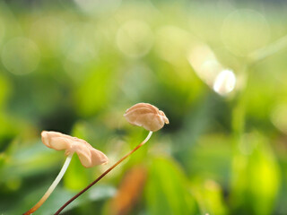 Mushrooms in the grass are dripping with dew.