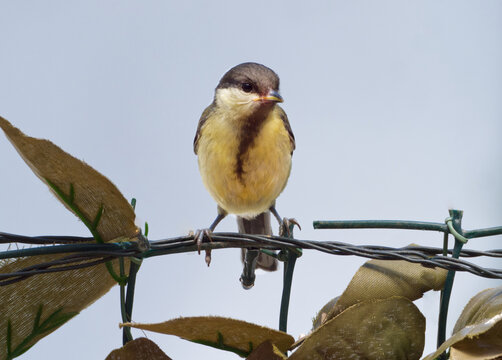young  coal tit portrailt, looking staright in the camera