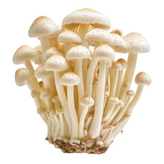 A cluster of delicate white mushrooms showcasing their unique shape and texture, perfect for culinary or botanical themes.