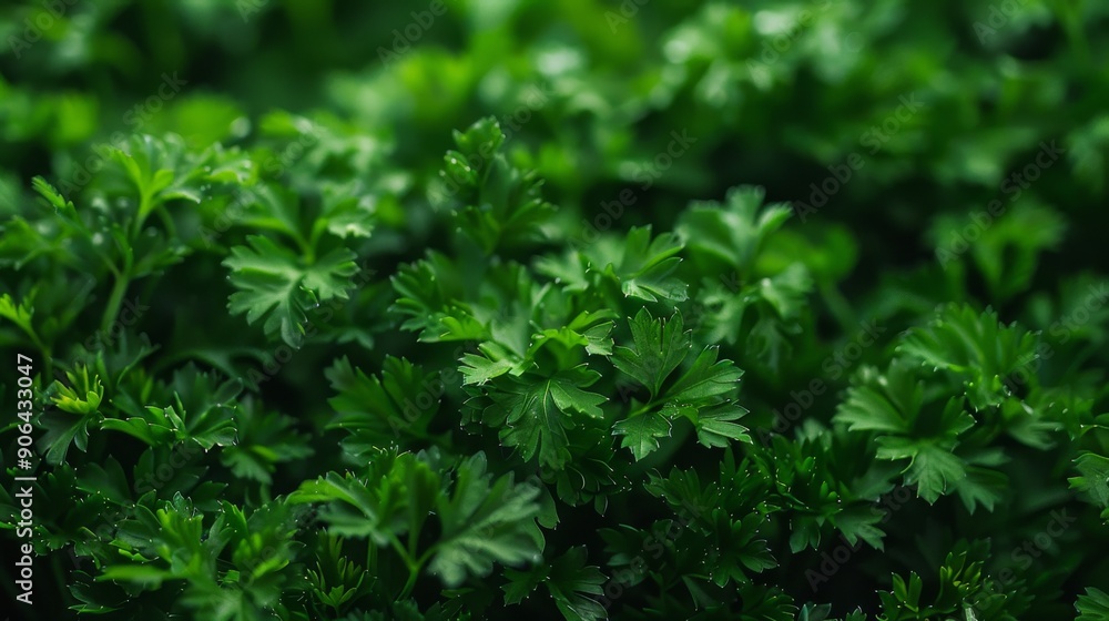 Canvas Prints parsley bush