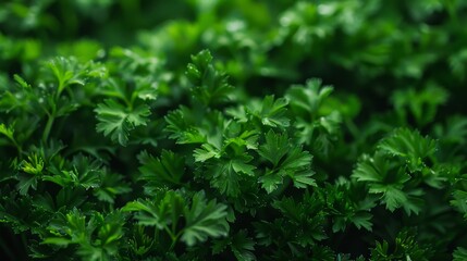 Fototapeta premium parsley bush