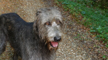 attentive irish wolfhound