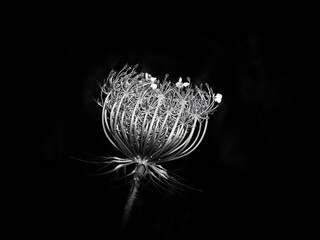 Wilde Möhre b&w