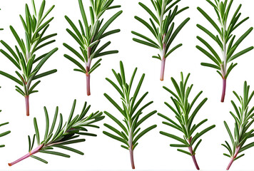 bunch fresh rosemary white background high resolution high details vibrant