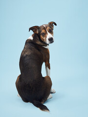 canine portrait captures a moment of quiet curiosity, the dog tricolor coat and perked ears painted...