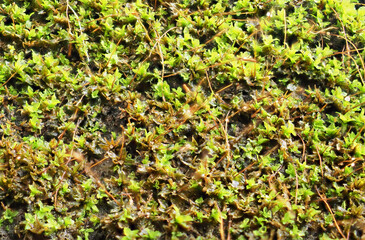 Moss during the rainy season