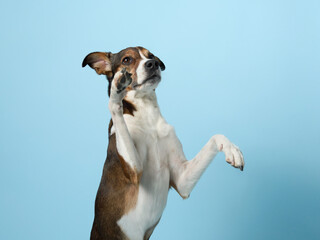 Trained mixed-breed dog poses, Studio shot on blue. A beguiling canine with a lively expression sits upright, forepaws raised